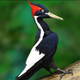 Illustration for article titled The supposedly extinct ivory-billed woodpecker might be back from the dead